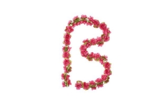 Bloemenslinger Fuchsia